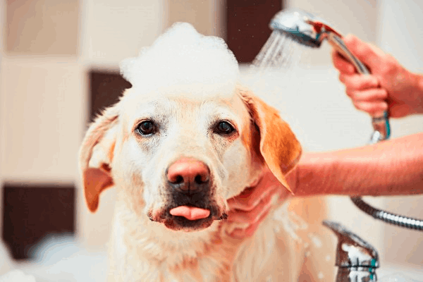servico de banho e tosa clinica veterinaria dra mariane ferrara atuando na cidade de Jarinu